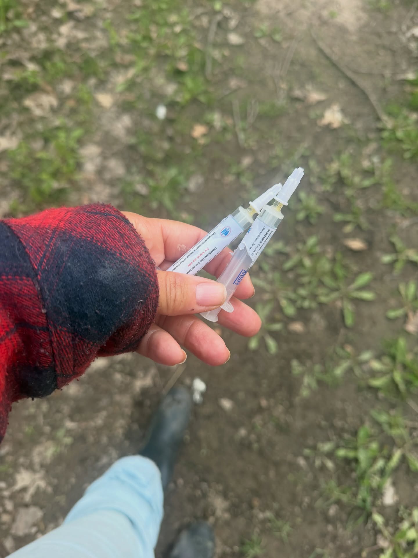 Who woulda thunk I’d become a deer veterinarian. Administered the first round of probiotics on these babies today! 🦌 

Photographer Kylie didn’t tell me about the mosquito on my forehead so that’ll be fun tomorrow 🤭 #deerfarm #deerfarming #deerfarmer #fawns #babyfawn